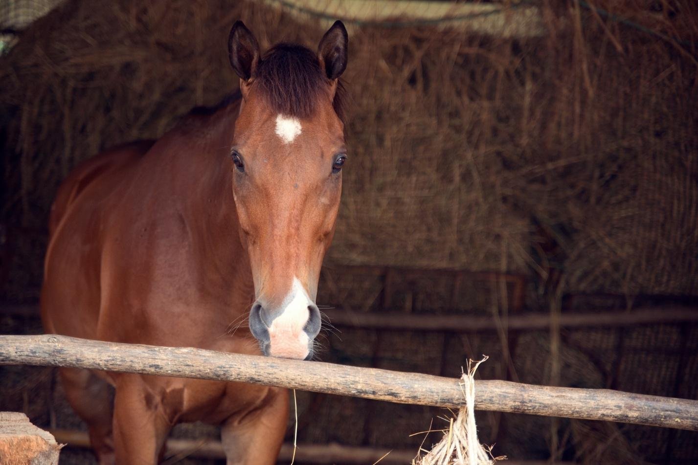 Horse Welfare